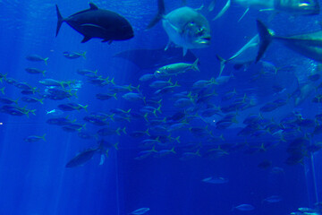 오키나와 츄라우미 수족관 ChuraumiAquarium