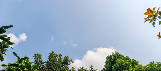 green grass and blue sky