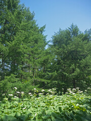 Sakhalin Island forest green undergrowth with giant butterbur and Sosnowsky's hogweed 