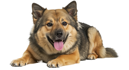 Happy Dog Lying Down Relaxing on White Background