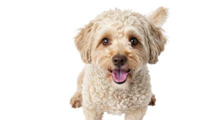 Happy Dog Looking Up on White Background Pet Portrait