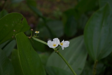 white and yellow flower