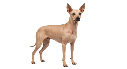 Obraz premium Dog Standing Alert on White Background in Studio Shot