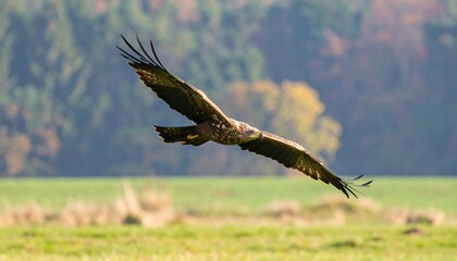 A majestic eagle in flight, wings spread wide, soars over a grassy field with a blurred forest background