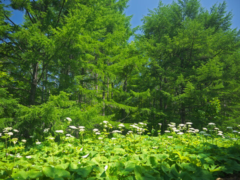 Sakhalin Island forest green undergrowth with giant butterbur and Sosnowsky's hogweed 