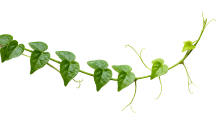 Vibrant green vine with heart-shaped leaves and delicate tendrils, perfect for nature and growth themes