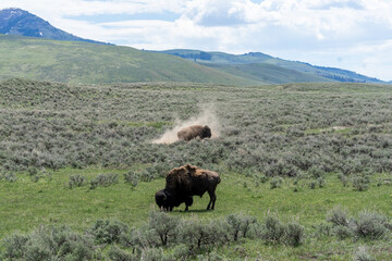 Wild Bison in Yellowstone National Park – Grazing and Dust Rolling on Open Prairie