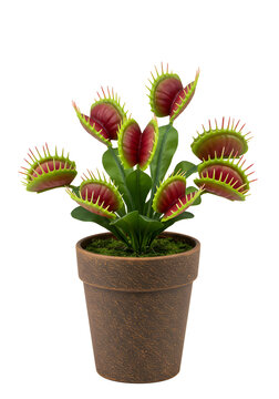 Fototapeta Vibrant Venus flytrap plant in rustic pot, a captivating botanical specimen for unique decor and nature themes