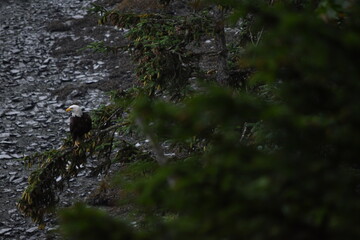 Eagle 