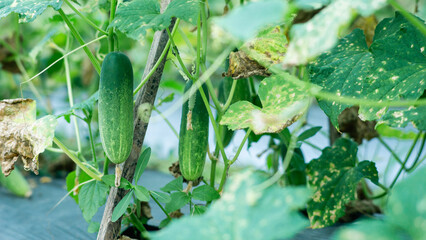 Fresh green cucumbers growing on vine in an organic vegetable garden.