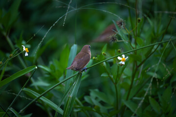 chestnut munia 