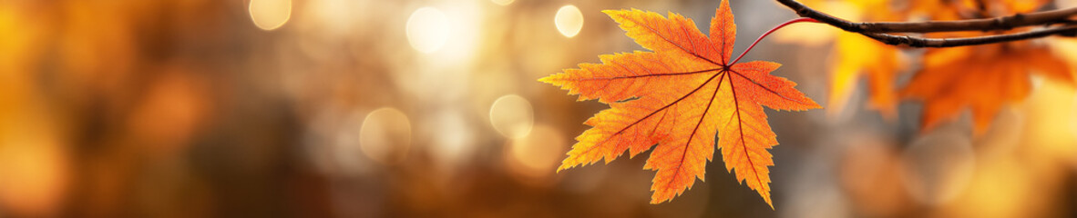 golden orange maple leaf growing on a tree branch in forest on a sunny day in autumn in october. Wide panoramic natural fall seasonal background