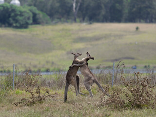 Two Eastern Grey Male Kangaroos (Macropus giganteus) fighting for territorial leadership on grazing pasture. 