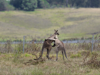 Two Eastern Grey Male Kangaroos (Macropus giganteus) fighting for territorial leadership on grazing pasture. 