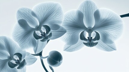 Blue Orchid Bloom Closeup Studio Shot Light Background