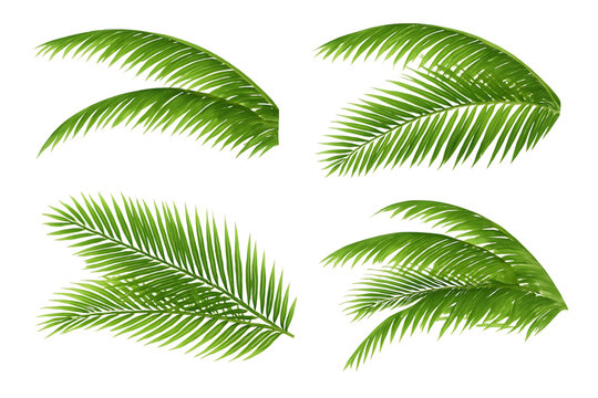 Fototapeta set of palm leaves