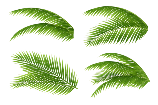 set of palm leaves