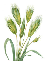 Fototapeta premium Barley stem isolated on transparent background, vintage illustration.