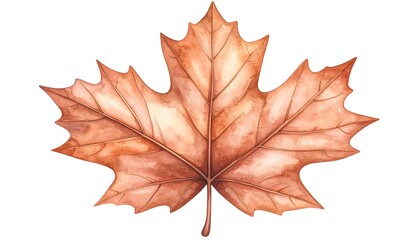 Obraz premium Watercolor illustration of a vibrant autumn maple leaf isolated on white background