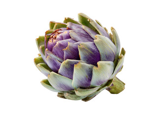Purple artichoke bloom green leaves image, Isolated, Png Transparent Background