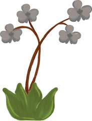 The Grey Orchids Flowers with Fresh Green Leaves