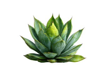Green succulent plant with pointed leaves image, Isolated, Png Transparent Background