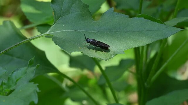 Hermetia illucens or&nbsp;black soldier fly. This fly sitting on the green leaf. It is a common and widespread fly of the family&nbsp;Stratiomyidae.
