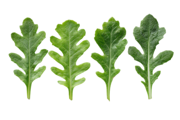 Close-up of four vibrant green leaves.  Each leaf features a distinct, slightly serrated edge.  The leaves are arranged in a horizontal row against a black background