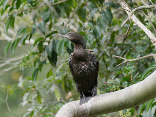 Little black Cormorant (Phalacrocorax sulcirostris) perched on a large branch drying out with green leaves background