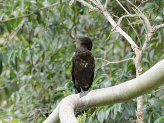 Little black Cormorant (Phalacrocorax sulcirostris) perched on a large branch drying out with green leaves background