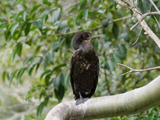 Little black Cormorant (Phalacrocorax sulcirostris) perched on a large branch drying out with green leaves background