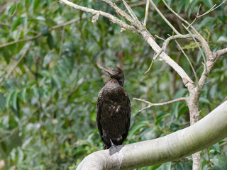 Little black Cormorant (Phalacrocorax sulcirostris) perched on a large branch drying out with green leaves background