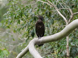 Little black Cormorant (Phalacrocorax sulcirostris) perched on a large branch drying out with green leaves background