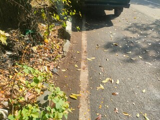 autumn leaves on the road