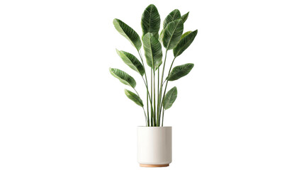 Bird of paradise plant with tall upright leaves in white pot, isolated on a Transparent background, PNG file.