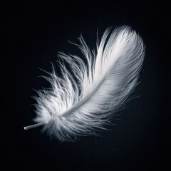 A single, perfect white feather on a black background. Minimalist photography, high contrast. Soft, even lighting. Light and pure mood. High resolution, sharp focus. --no people.