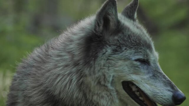 A striking close-up of a gray wolf gazing ahead in a lush forest setting, its mouth open and expression alert and intense.