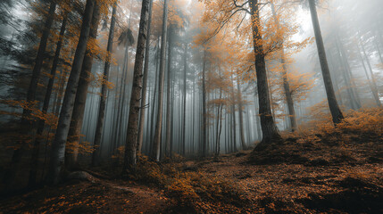 Fototapeta premium Misty Fall Forest with Golden Leaves Serene Autumnal Woodland Scene