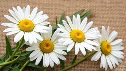 Obraz premium Close-up of three white daisies on a burlap background.