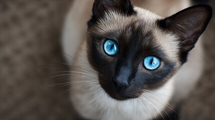 Siamese cat with striking blue eyes and a light brown coat, capturing attention.