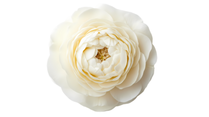 A close up view of a white flower isolated on white background