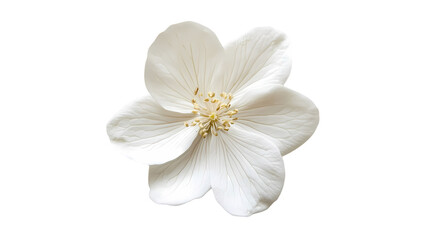 Fototapeta premium A close up view of a white flower isolated on white background