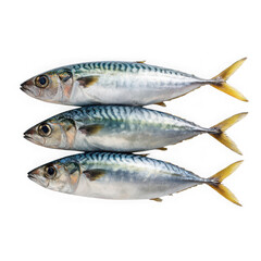 Fototapeta premium Mackerel fish on white background.