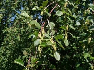Western River Birch Tree with Catkins and Green Leaves in Summer, Colorado