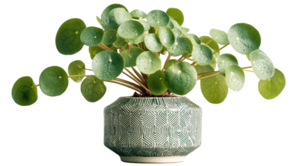 Chinese money plant with round flat leaves in geometric pot, isolated on a Transparent background, PNG file.