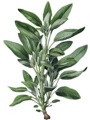 Sage herb isolated on transparent background, vintage illustration.