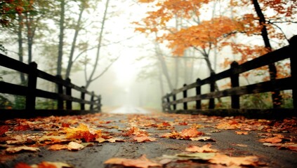 Misty autumn road