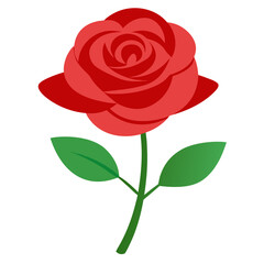 Obraz premium red rose isolated on white