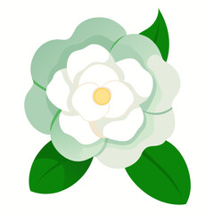 white flower isolated on white background