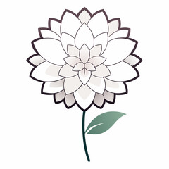 Fototapeta premium vector illustration of dahlia flower